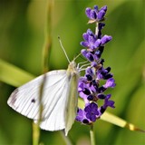 ON LAVENDER ...