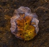 Autumn Leaf ~ November 2021