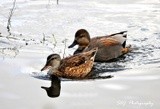 Males& Female Gadwalls