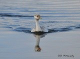 Clarks Grebe 