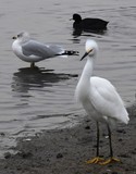 Gull & Coot & Egret - December 2018