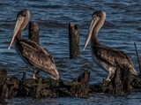 Brown Pelicans on the Schooner Forester - October 2021