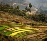 Mustard Field