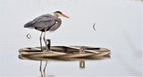 Great Blue Heron - HNWR