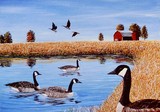 Canadian Geese near Farm