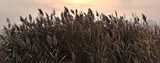 Fire Sky & Reeds this Dawn.