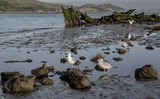 Schooner Forester Wreck at Low Tide - May 2019