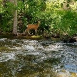 Deer at the Creek