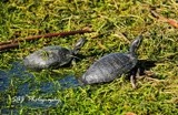 Marsh Turtles