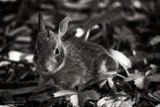 Young Cottontail In The Garden, 1