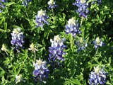 Bluebonnets, State Flower of Texas