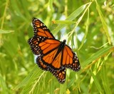 Monarchs on Willow