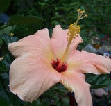 Hibiscus