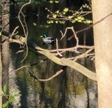 Mallard duck in the pond