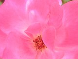 Inside of a Pink Rose