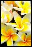 Frangipani