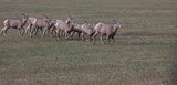 Big Horn Ewes & Lambs