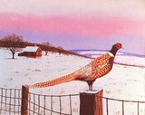 Pheasant in Winter