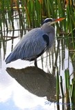 Blue Heron