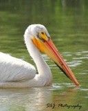 American White Pelican