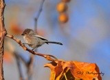 Bushtit