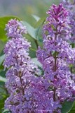 Purple Lilacs P5390