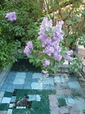 Lilacs over the Pool