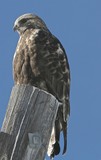 Dark Phase, Rough Legged Hawk, Female