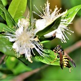 WASP BEE