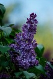 Lilac P0682