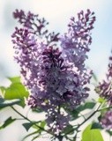 Lilacs P0685 