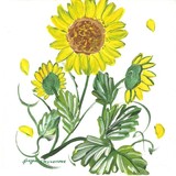 Rosie's Sunflowers