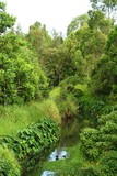 Swamp Pond
