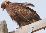 Golden Eagle