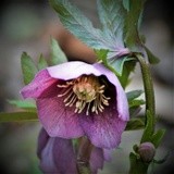 HELLEBORUS ..