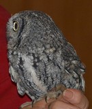 Screech-Owl