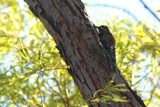 Yellow-Bellied Sapsucker, NLP