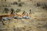 Antelopes on the Move