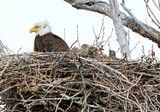 baby Eagles hatch ... demoncrats couldn't abort them :)
