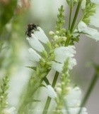 The Bee and the Obedient Plant, P0386