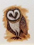 Speckled Owl
