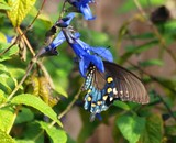 Pipevine Swallowtail 014