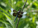 Fresh Widow Skimmer