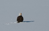 let;s sit in the snow before it melts....