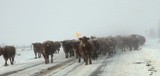 Montana traffic jam by Carly Jo