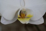 WHITE ORCHID