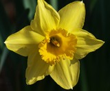 Daffodil 044