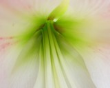 Lily Abstract