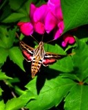 Hummingbird Hawk Moth