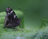 Red Admiral (close winged)